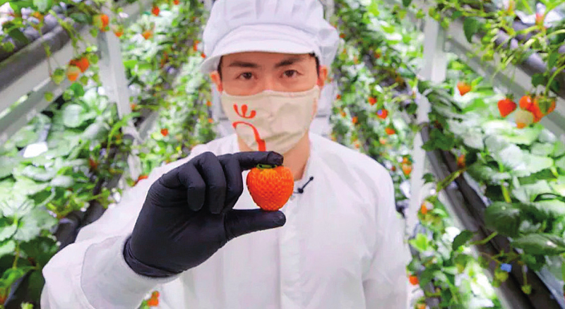 Oishii：高端草莓颠覆农产品市场